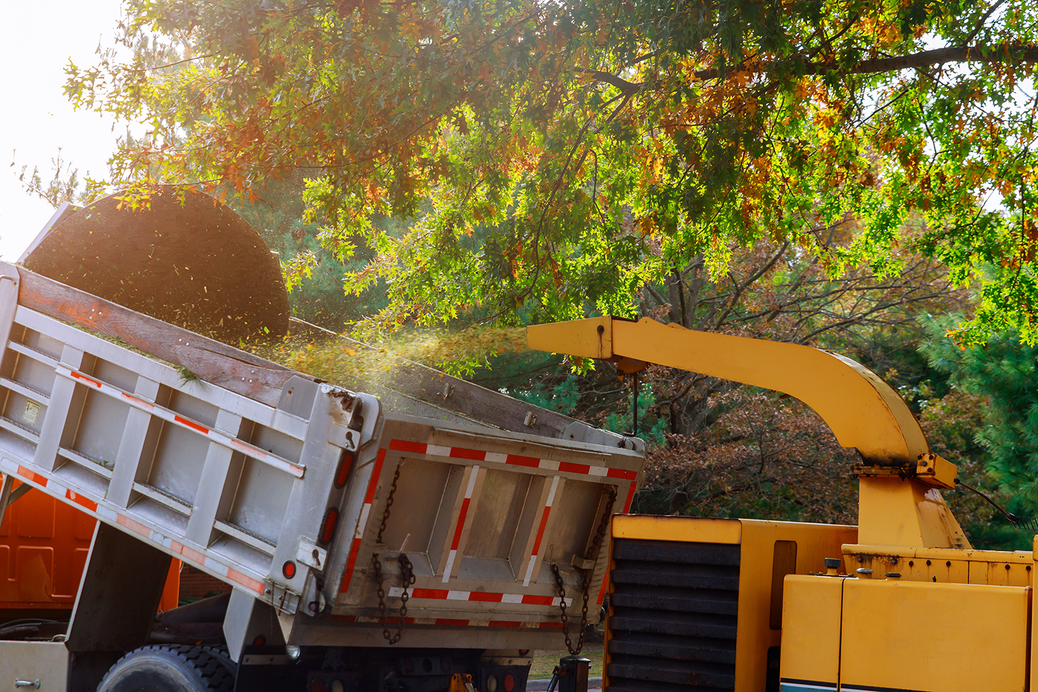 Tree Removal